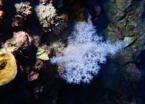 Tahiti Plong&eacute;e Passion Fun dive